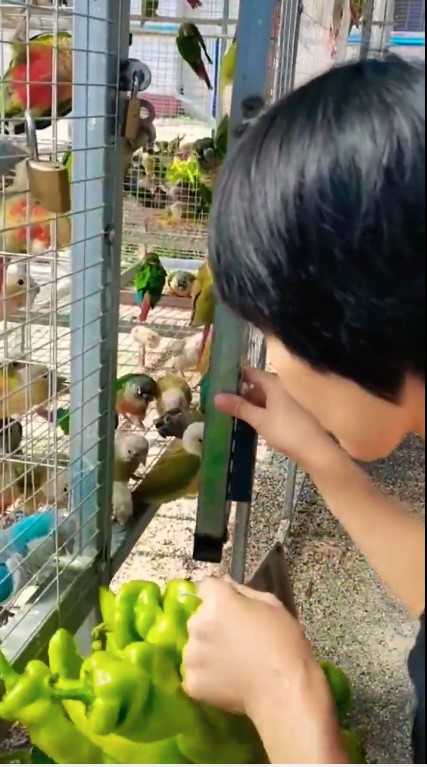 Feed parrot